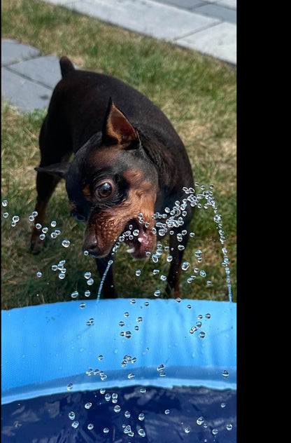 SplashPaw™ Fun Zone - The Splash Pad Makes Your Pup and Kids Happy!