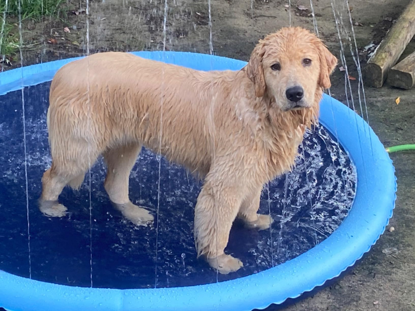 SplashPaw™ Fun Zone - The Splash Pad Makes Your Pup and Kids Happy!